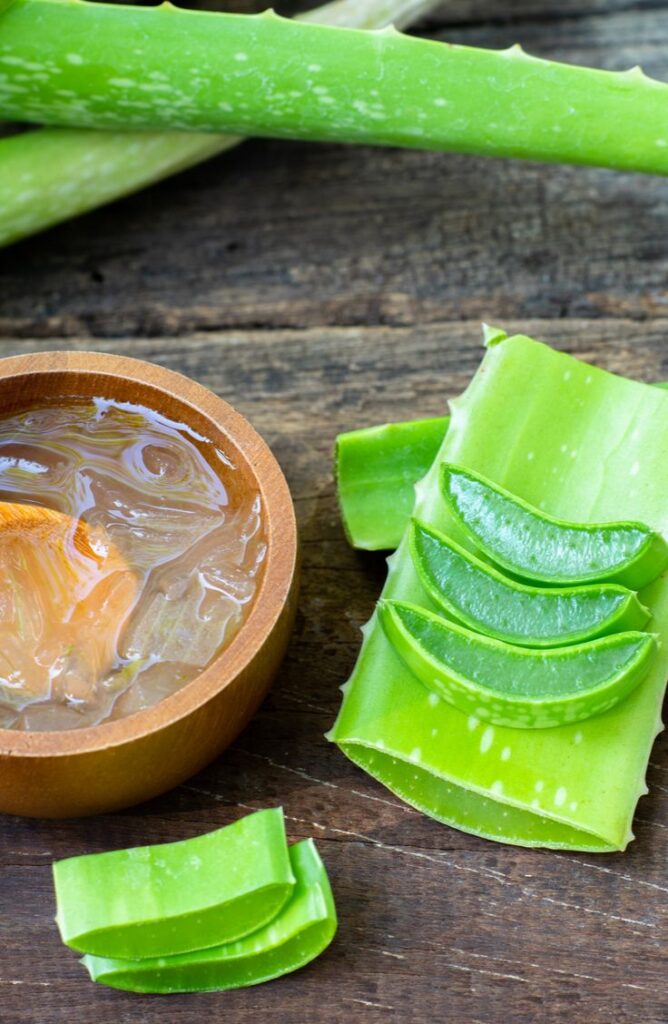 1398495 aloe vera