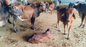UP: सरकारी गोशाला में 6 गोवंशों की मौत से हड़कंप, जांच के आदेश