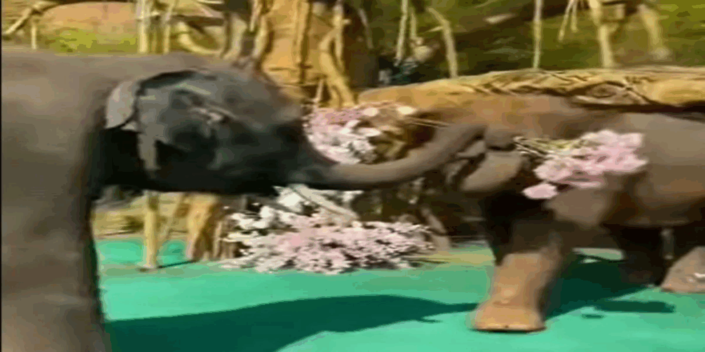 1399471 hathi