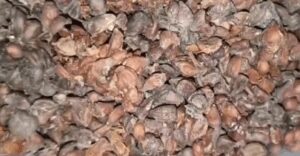 बिही दाना: आयुर्वेदिक औषधि जो दे गले और पेट की समस्याओं में राहत
