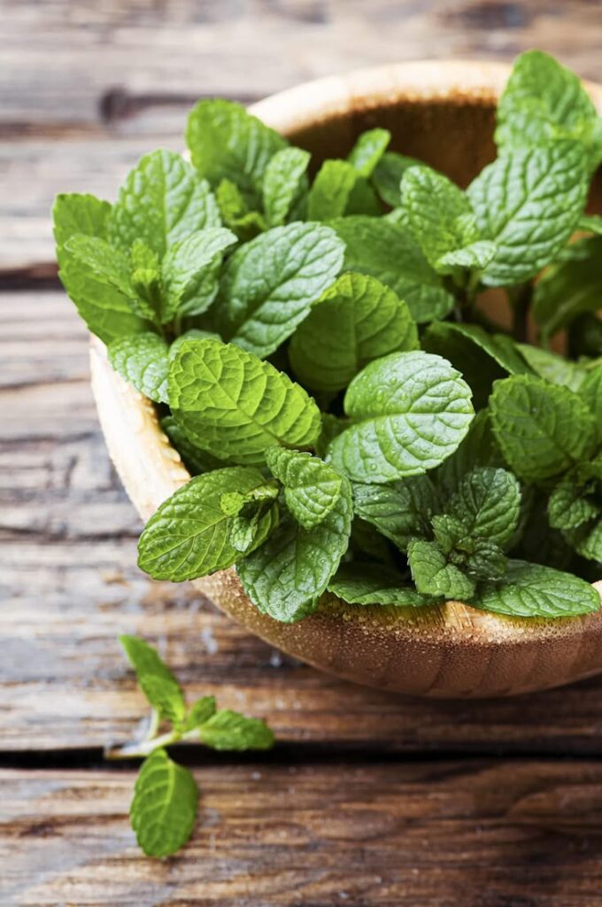 1399618 Mint leaves