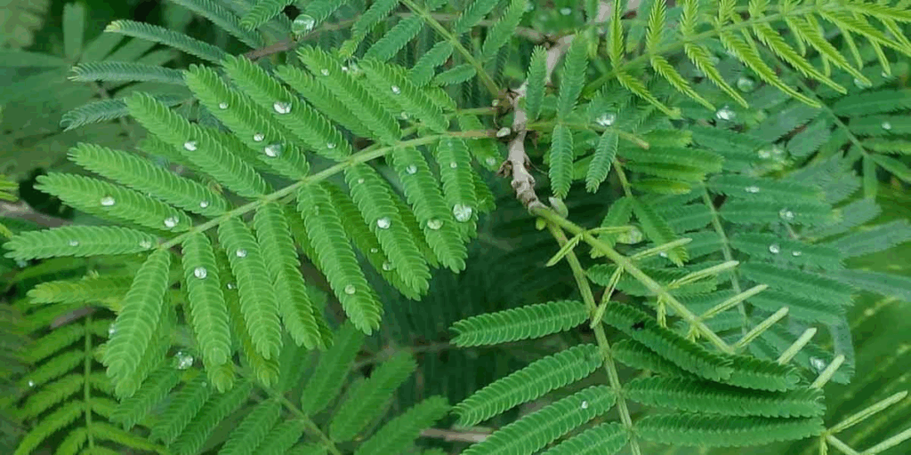 1400323 plant