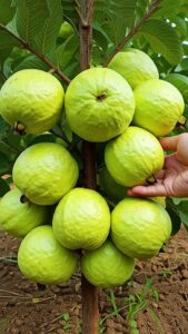 Health Tips: जानिए कौन से फल में है सबसे ज़्यादा प्रोटीन
