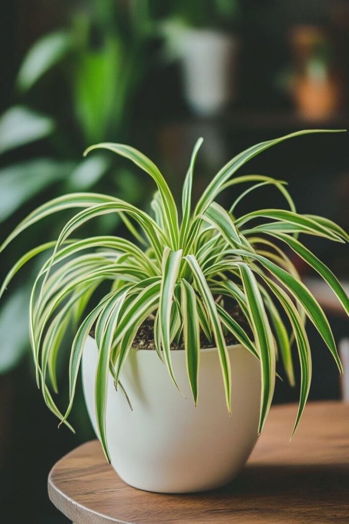 1400526 Spider Plant Chlorophytum comosum 3