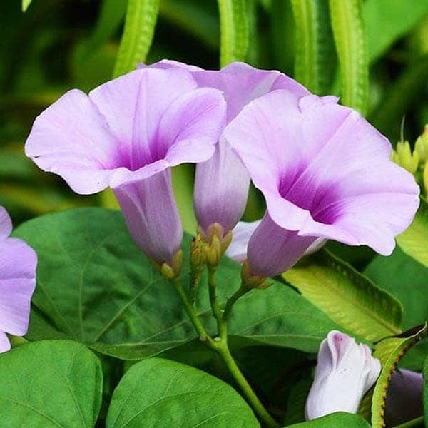 1400860 nurserylive elephant creeper plant