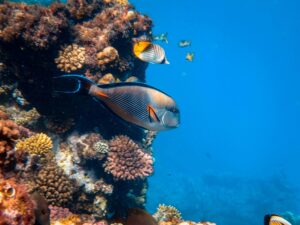 Amazing Facts About Fish: मछलियों के बारे में कुछ मजेदार और दिलचस्प तथ्य