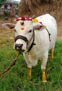 Vastu Tips: गाय की पूजा करने से जीवन में आते हैं ये बदलाव, भगवान का मिलता है आशीर्वाद