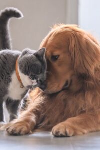 Deadly Pets: अपने मालिक पर भी हमला कर देते हैं ये जानवर, सोच-समझ कर ही पालें