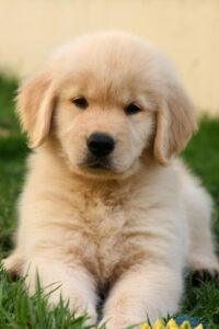 Cute Dogs: ये है दुनिया के सबसे क्यूट कुत्तों की नस्लें, कद में भी होतें हैं कुछ छोटे