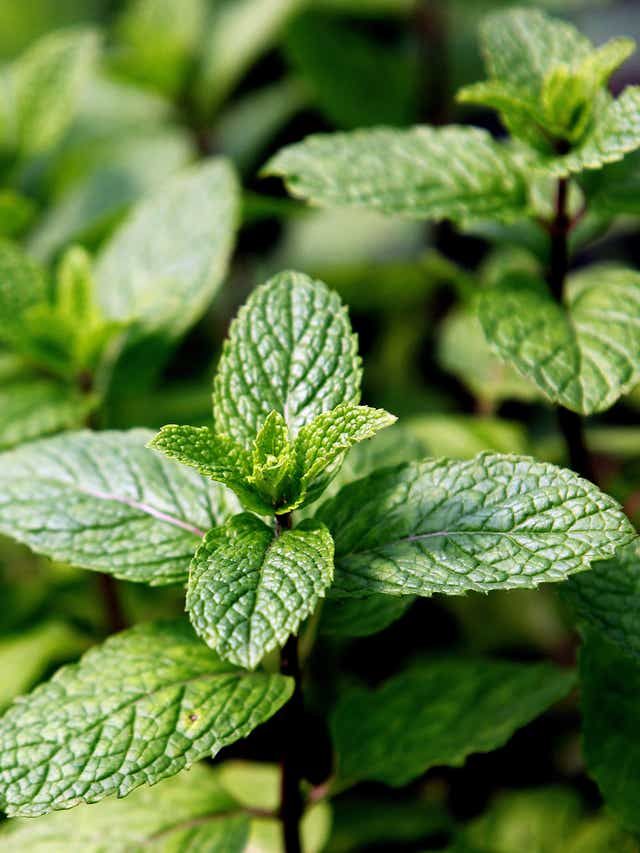 1402288 mint leaves