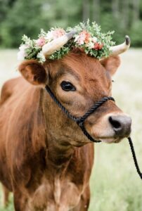 Importance of Cow: हिंदू धर्म में क्यों कहते हैं गाय को माता, जानें क्या है उसका महत्व