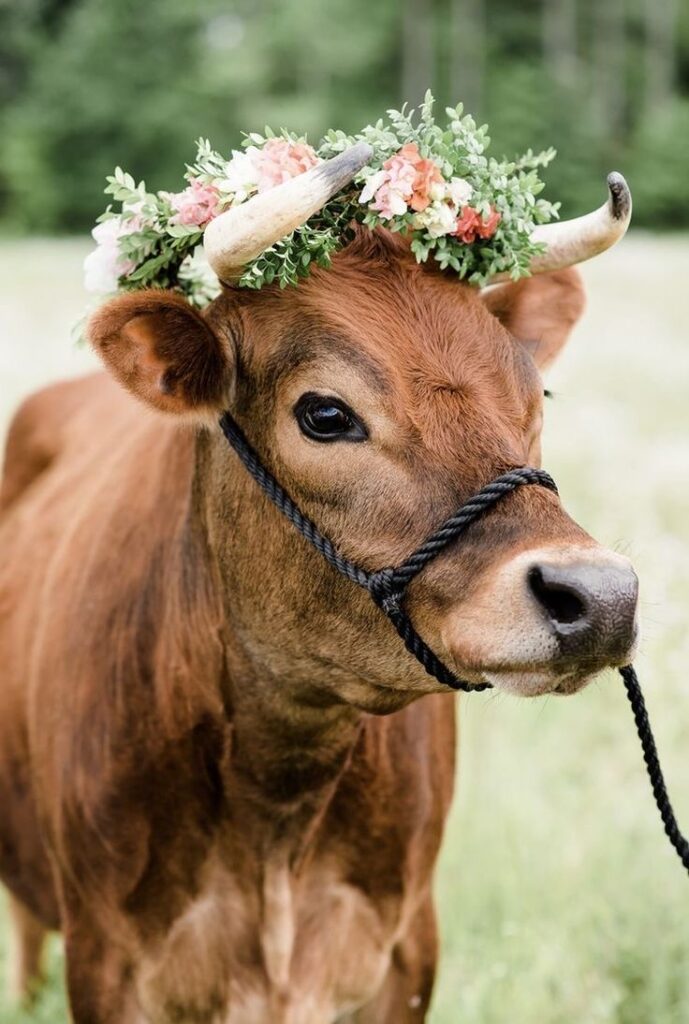 1402908 cow