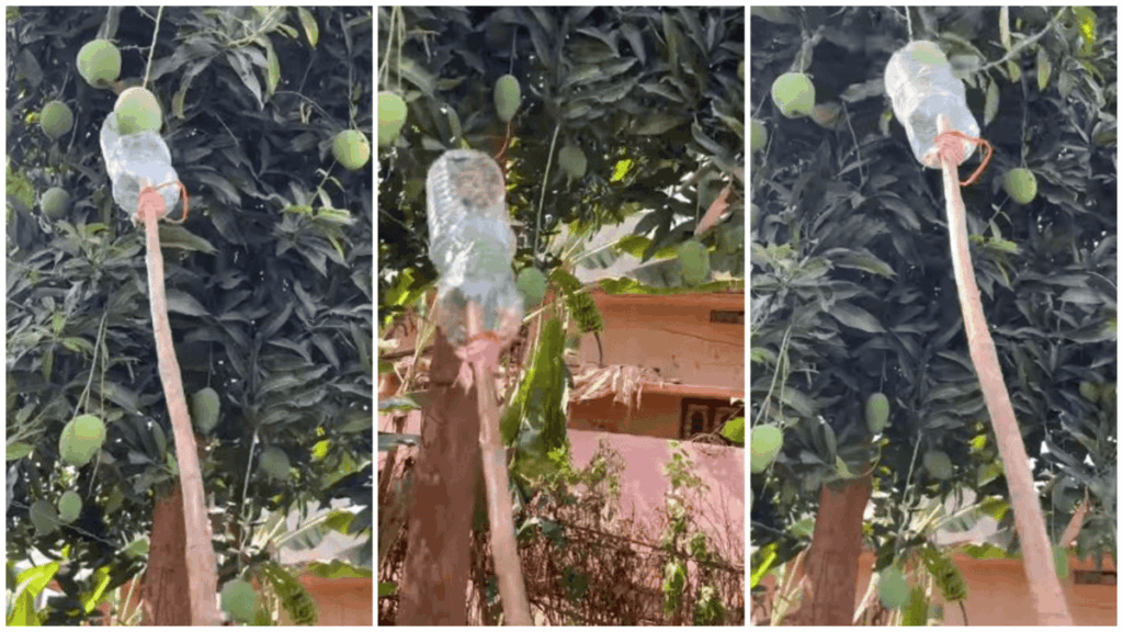 1403568 photo collage.png 1