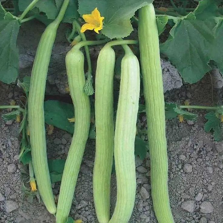 1404386 Cucumber