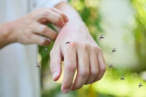Summer Tips: गर्मियों में मच्छरों से निजात के लिए अपनाएं ये घरेलू टिप्स