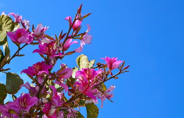 1405071 kachnar benefits uses and side effects
