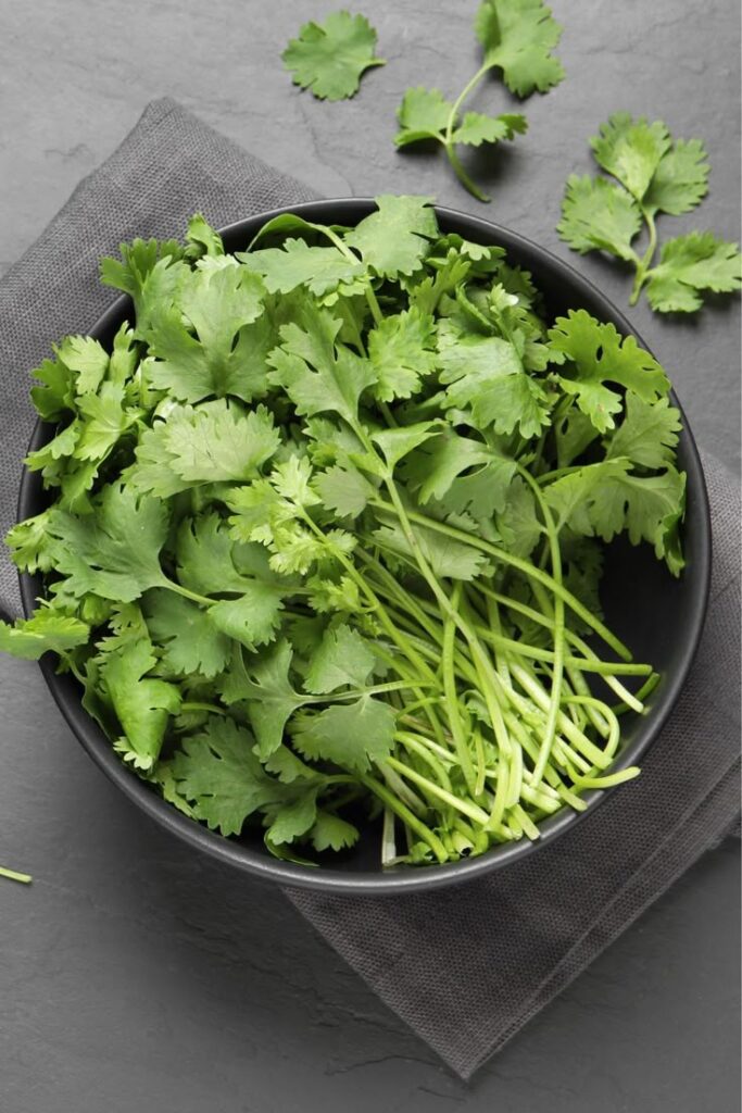 1405109 Coriander