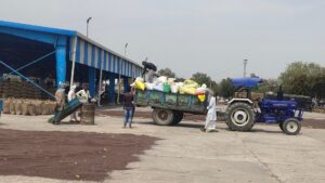 Haryana: Sirsa मंडी में सरसों की खरीद शुरू, किसानों के लिए शेड और पानी की व्यवस्था