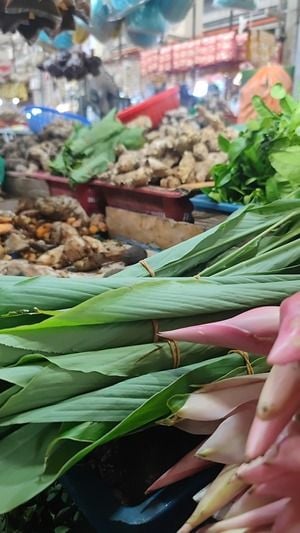 1405721 Turmeric leaves