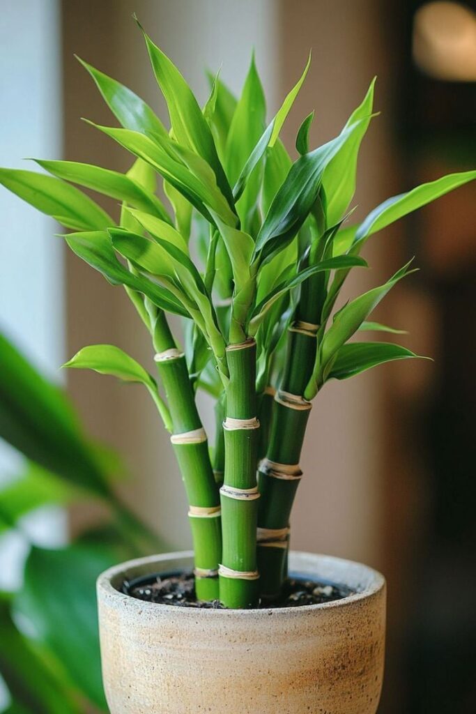 1405792 Bamboo Plant