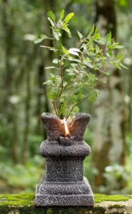Tulsi Plant: घर पर तुलसी का पौधा रखने से मिलेंगे कई फायदे, जानें इसका महत्व