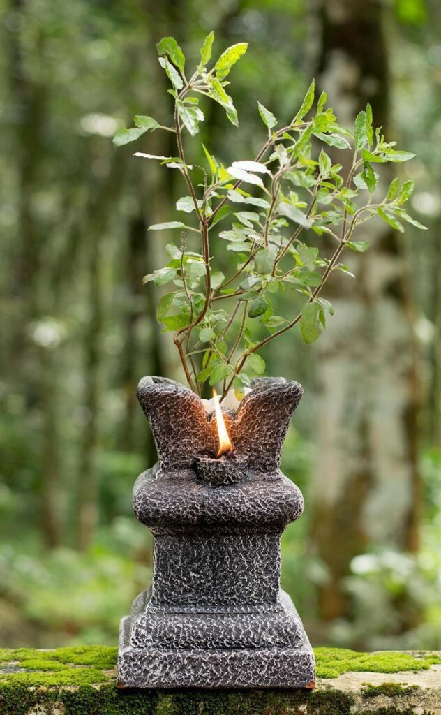 1405869 Tulsi Plant