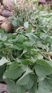 Health Tips: गर्मियों में खाएं चौलाई का साग, मिलेंगे ये फायदे