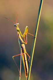 1407055 Mantis