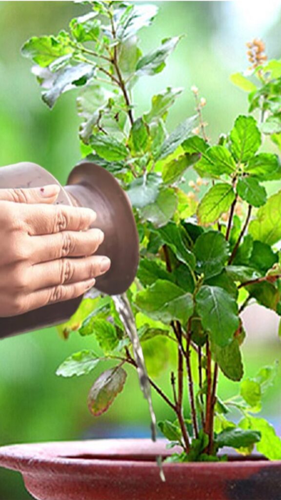 1407063 tulsi