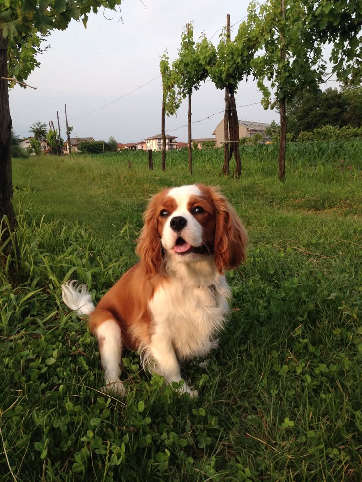 1407863 Cavalier King Charles Spaniel Blenheim