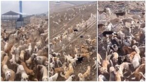 Viral Video: “कुत्तों को भी होती है जेल” वीडियो वायरल होने के बाद सोशल मीडिया पर छिड़ गई बहस