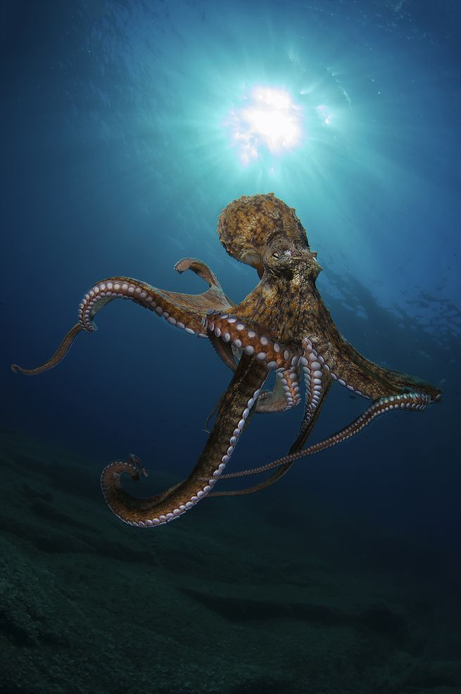 1408135 Octopus