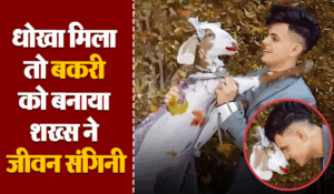 Viral: लड़की ने ठुकराया तो शख्स ने बकरी को जीवनसाथी बनाया, इंसान से शादी न करने की खाई कमस
