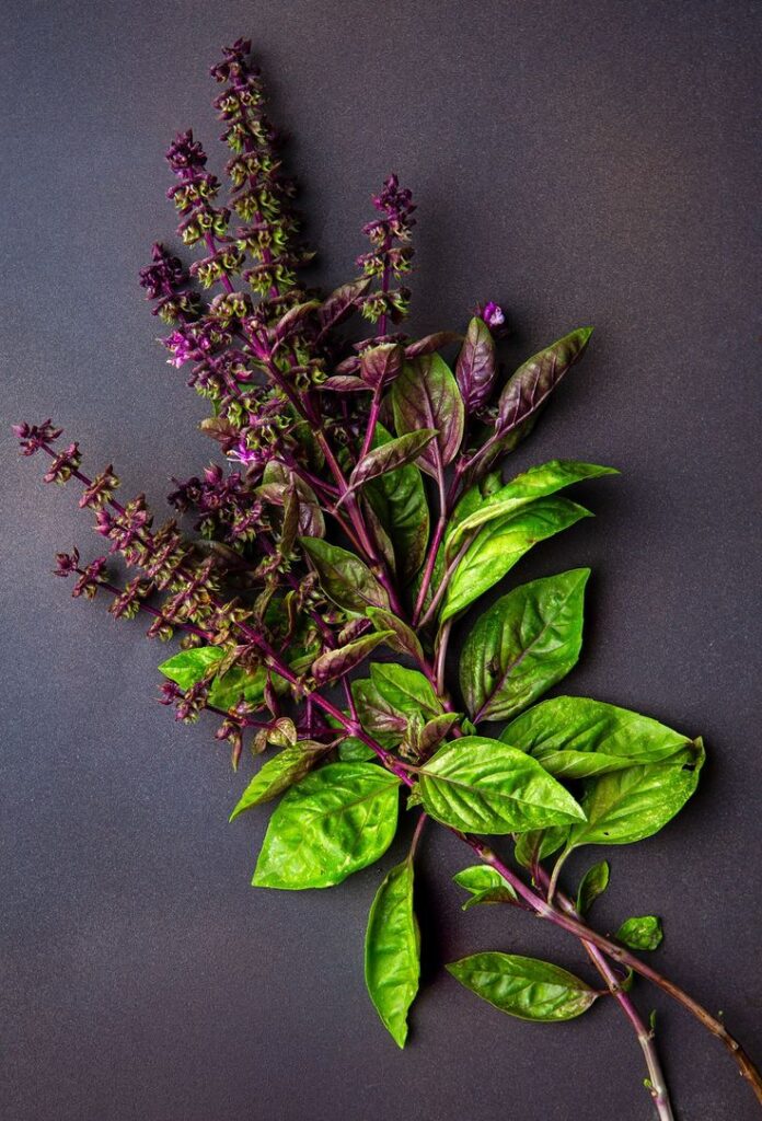 1408299 Basil Leaves 2