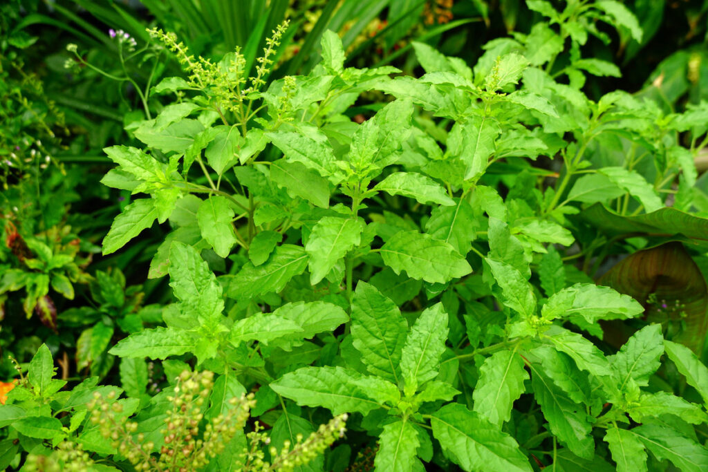 1408385 ocimum tenuiflorum holy basil sacred basil shyama tulsi rama tulsi queen herbs scaled