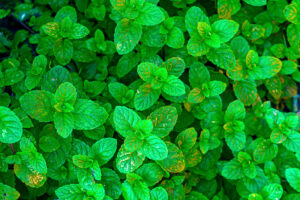 Mint: ठंडक, पाचन और त्वचा के लिए फायदेमंद हर्ब