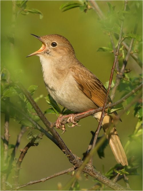 1408503 emuwren