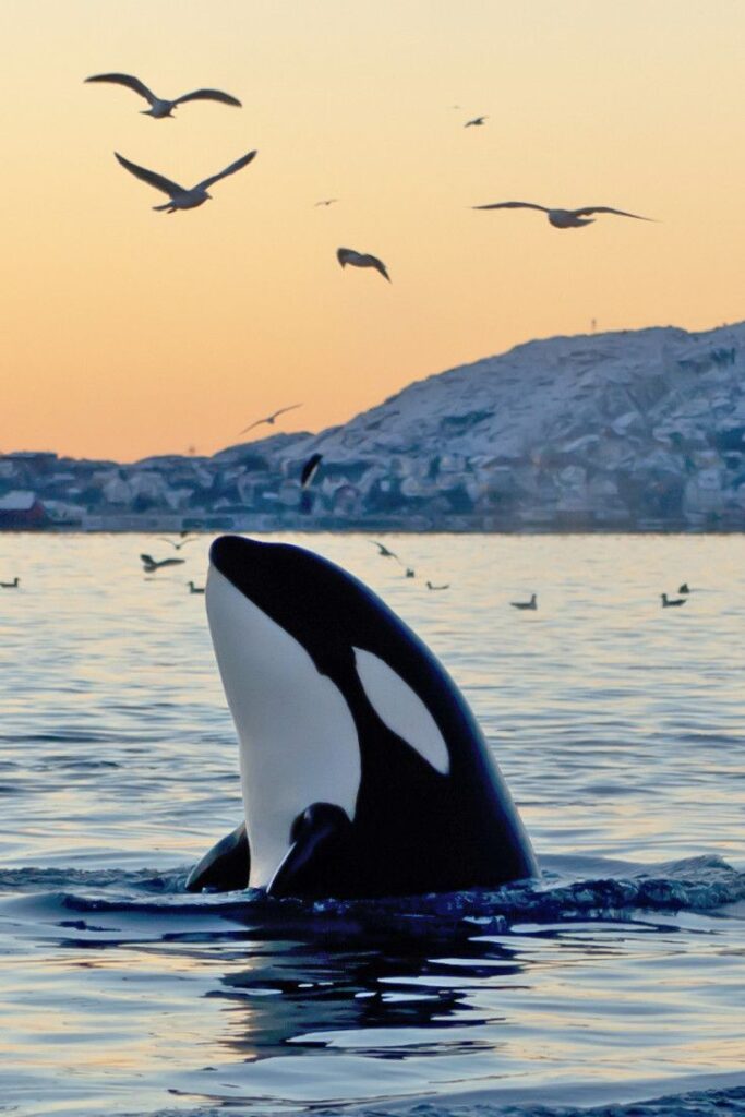 1409837 whale