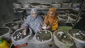 जम्मू-कश्मीर में मशरूम खेती के लिए महिलाओं को प्रशिक्षित किया गया