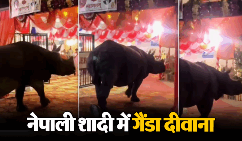 1445517 Viral News12