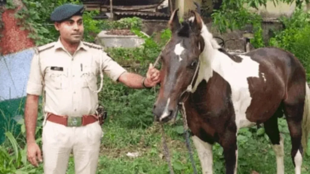1445790 horse 1
