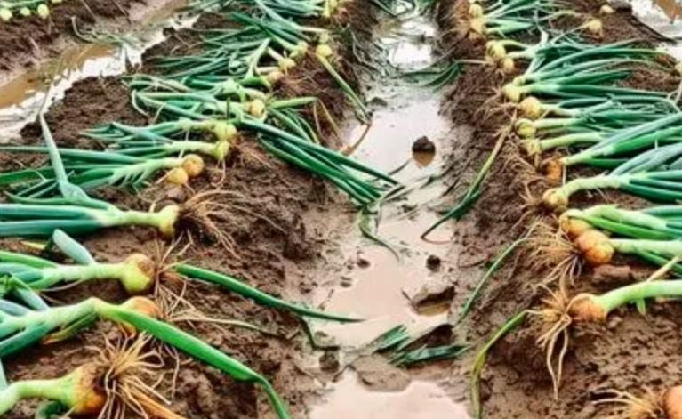 1446297 onion
