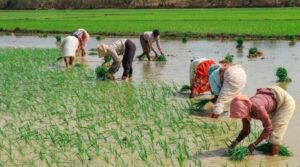 हरियाणा : मौसम बदलाव के बीच किसानों को बोआई की सलाह