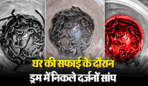 Viral Video: सांपों का ससुराल निकला शख्स का घर, सफाई के दौरान निकले सांपों के देखकर चौंक जाएंगे