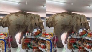 Viral Video  : किराने की दूकान में सामान खरीदने घुंसा हाथी, वीडियो देख हैरान रह जाएंगे