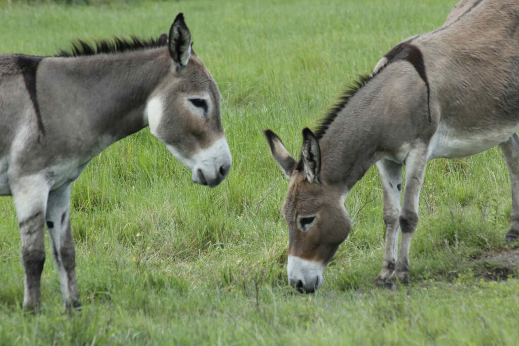 1448559 donkeynews