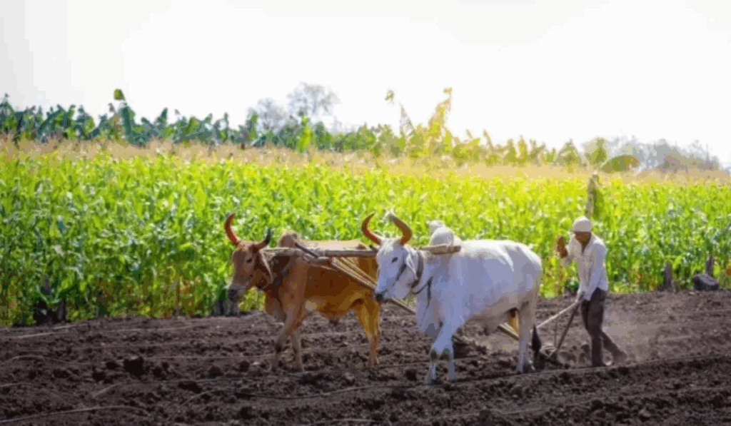 1448708 UP Farmer