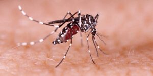 National Dengue Day: डेंगू हो तो घबराएं नहीं, अपनाएं ये आसान उपाय!
