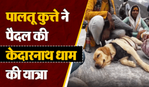 Viral Video: पालतू कुत्ते ने बिना थके पैदल ही की केदारानाथ धाम की यात्रा, वीडियो देख भावुक हो जाएंगे