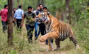 राजस्थान के रणथंभौर में सेल्फी ले रही भीड़ पर बाघ का हमला, दो घायल